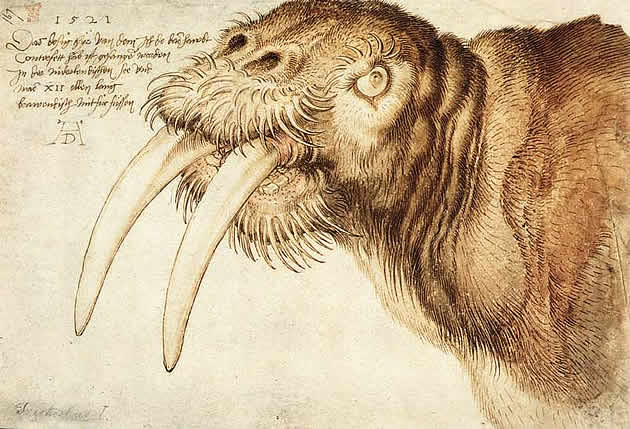walrus drawing by albrecht durer