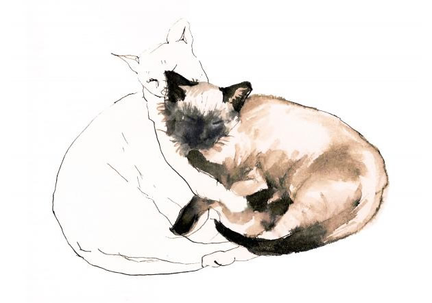 line drawing of cats